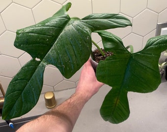 Philodendron Jerry Horne Top cutting