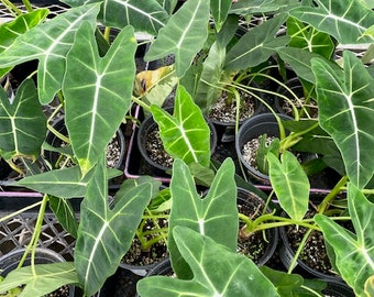 Alocasia Frydek