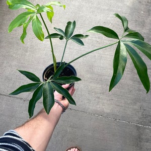 Philodendron Goeldii
