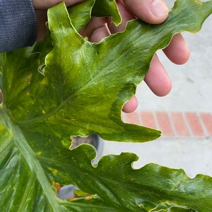 Variegated Tree Philodendron Thaumatophyllum bipinnatifidum image 2