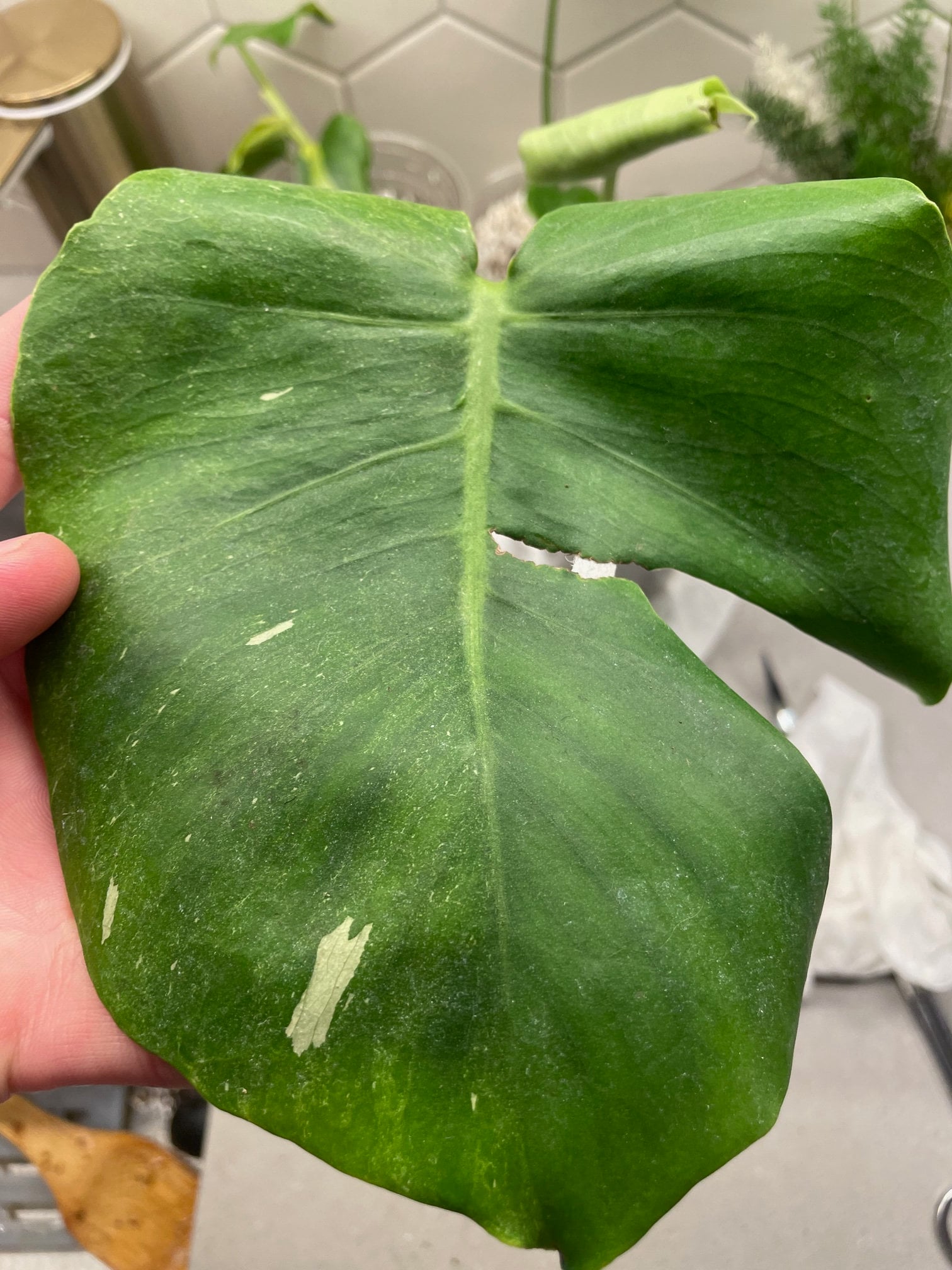 monstera thai constellation niederlande Thai Constellation Monstera – Rare Variegated Indoor Houseplant main image 1