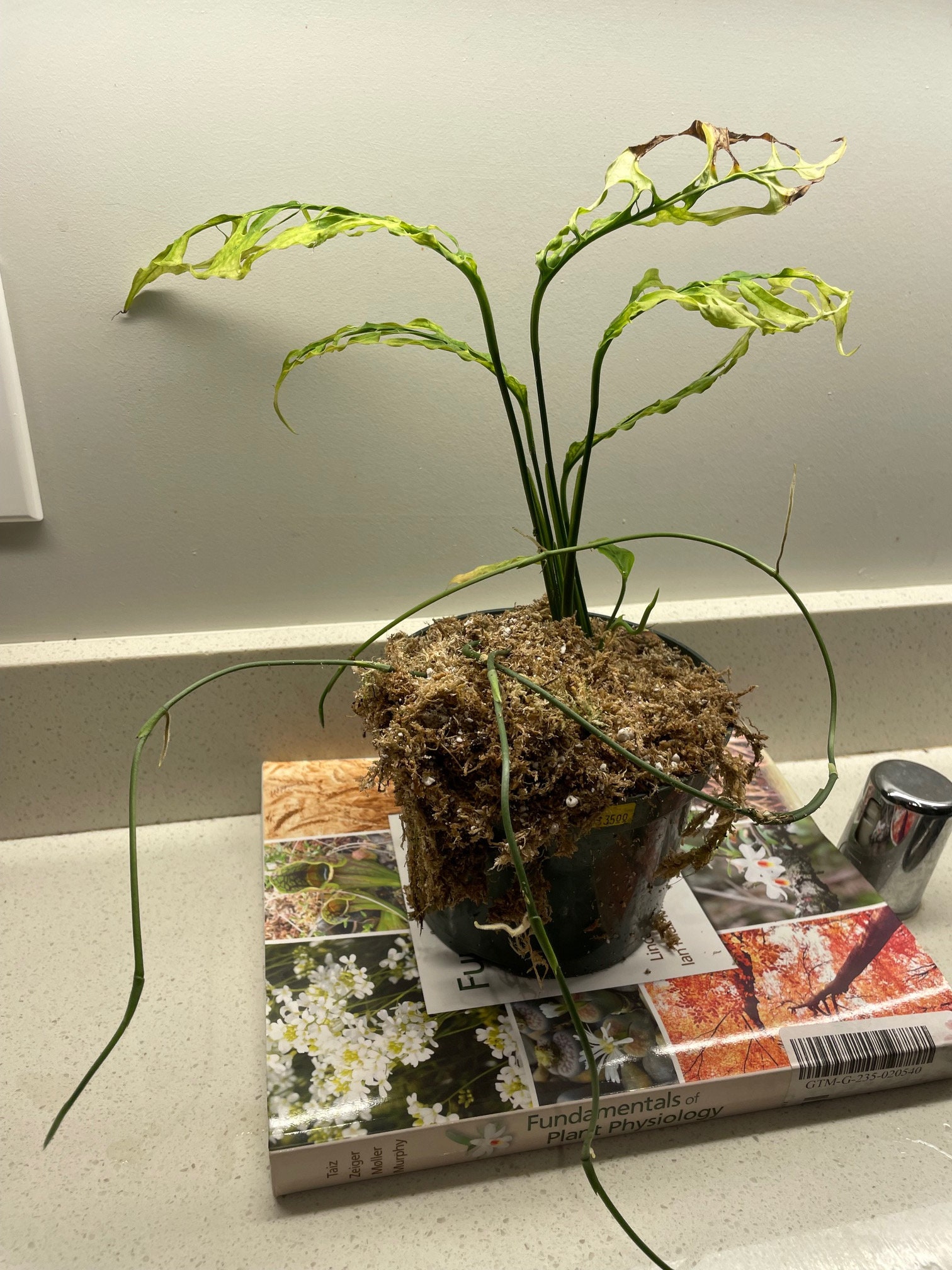 Monstera Obliqua Peru (2 nodes)