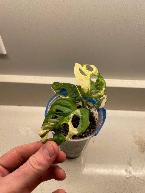 Albo Monstera Adansonii Variegated - Etsy