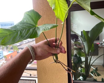 Anthurium Balaoanum top cutting