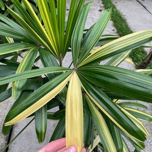 Variegated Rhapis Humilis Lady Palm US seller LARGE image 1