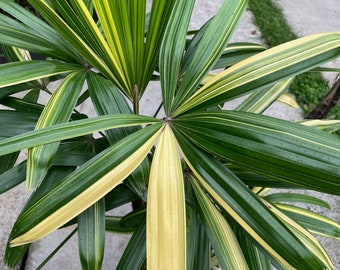 Variegated Rhapis Humilis Lady Palm US seller (LARGE)