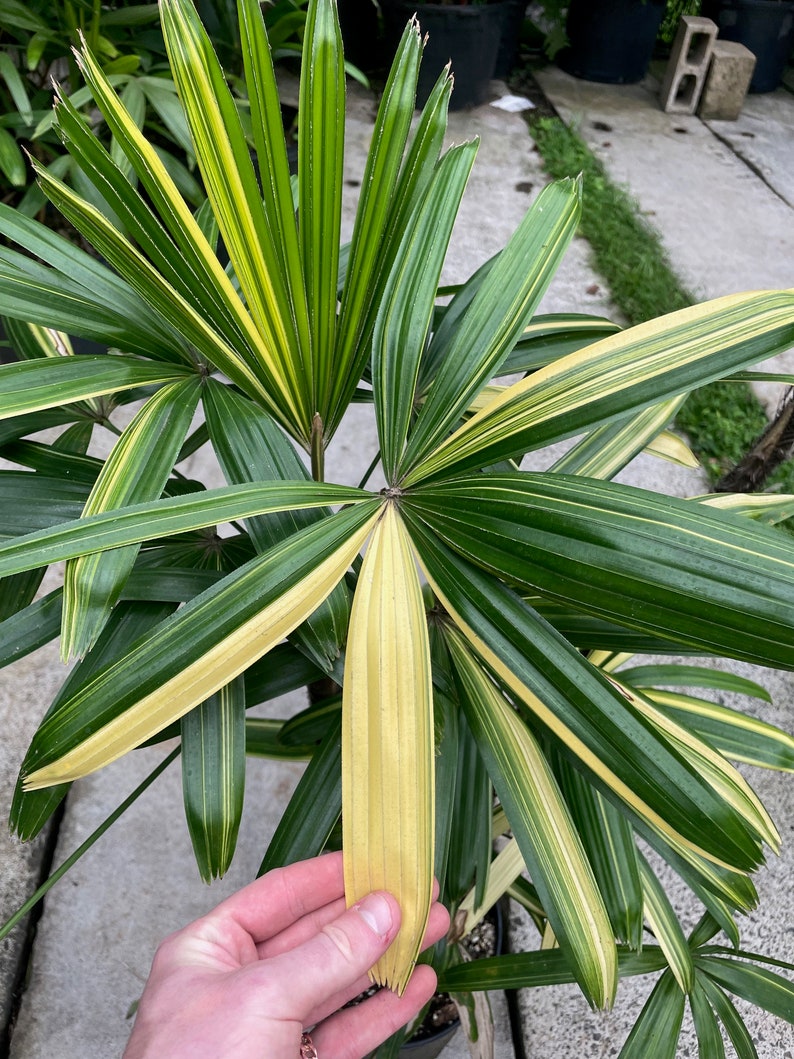 Variegated Rhapis Humilis Lady Palm US seller LARGE image 1