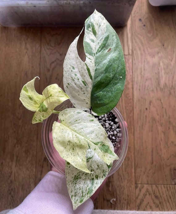 Marble Epipremnum Pinnatum very Rare - Etsy Canada