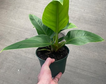 Philodendron Imperial Green