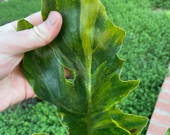 Variegated Tree Philodendron (Thaumatophyllum bipinnatifidum)