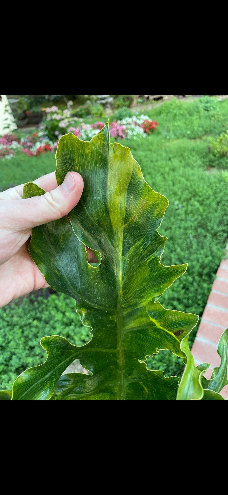 Variegated Tree Philodendron Thaumatophyllum bipinnatifidum image 1