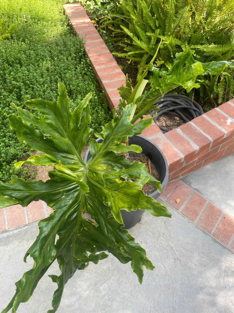 Variegated Tree Philodendron Thaumatophyllum bipinnatifidum image 5