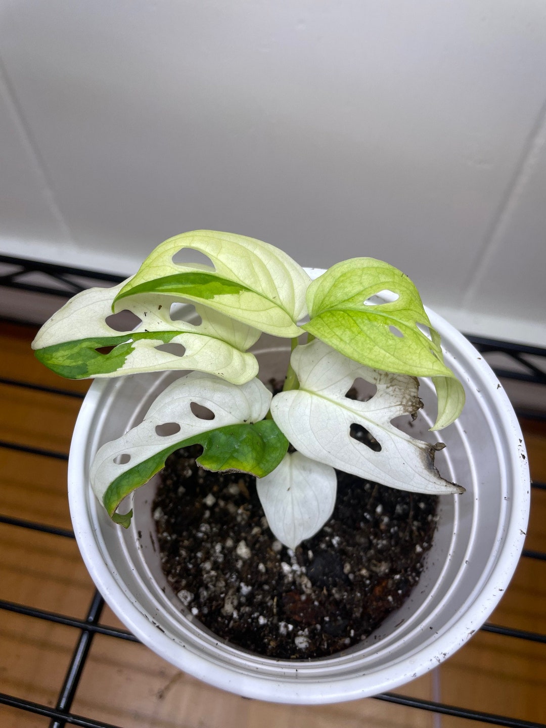 Albino Monstera Adansonii Etsy