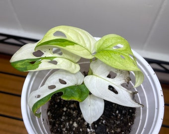 Adansonii Archipelago - Rare Monstera - Multiple Options - US Seller - Etsy