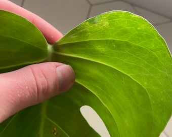 Sport Variegated Monstera (white)