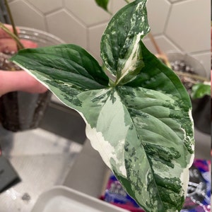Variegated syngonium white