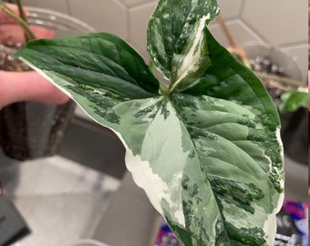 Singonio abigarrado blanco