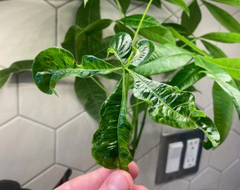 Variegated Money Tree (Pachira Aquatica)