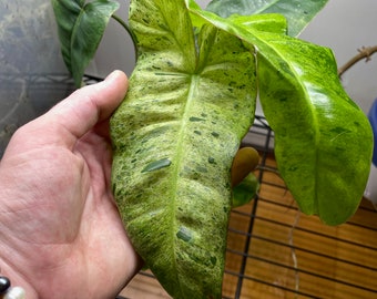 Paraiso Verde plant