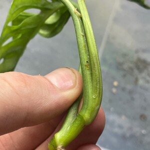 Variegated Monstera Adansonii image 4