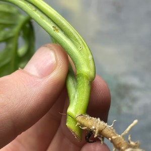 Variegated Monstera Adansonii image 3