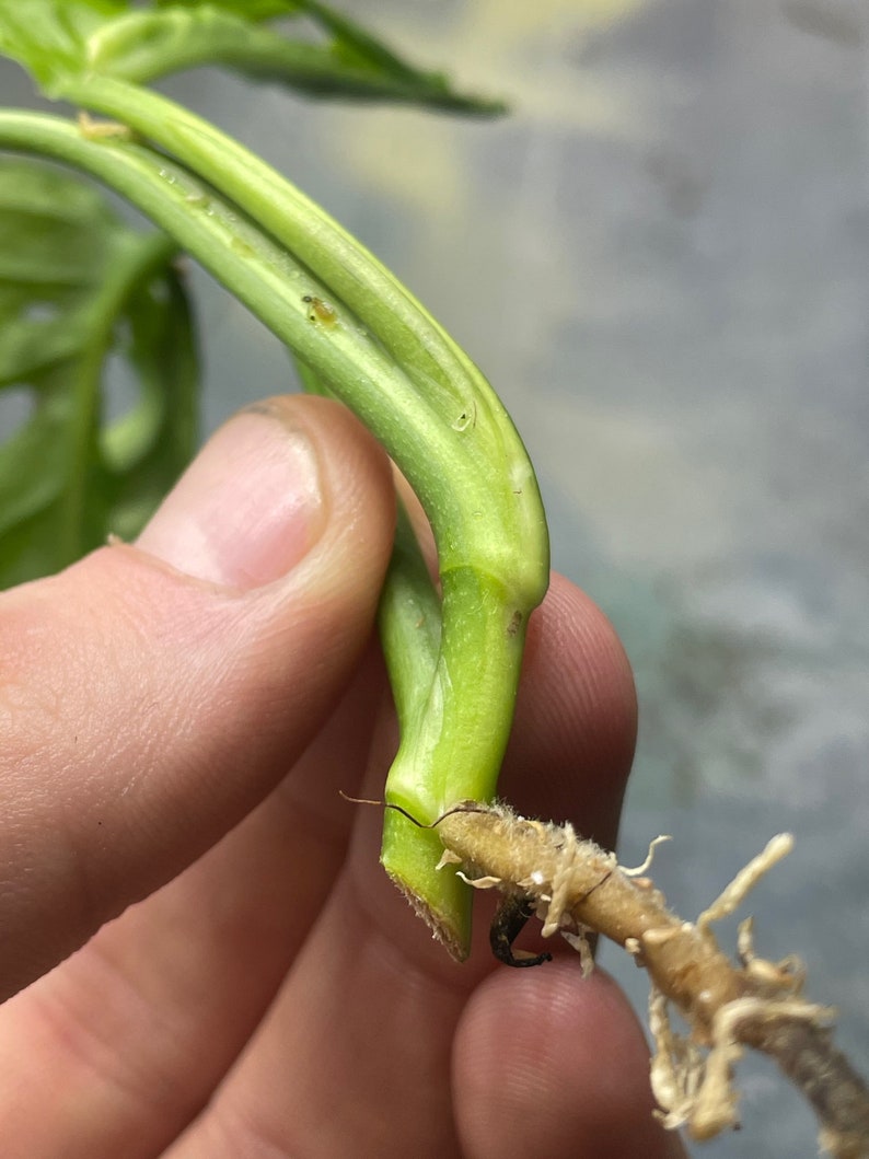 Variegated Monstera Adansonii image 3