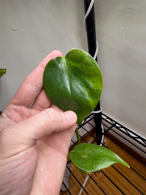 Buy Aurea Monstera Deliciosa Sport Online in India - Etsy