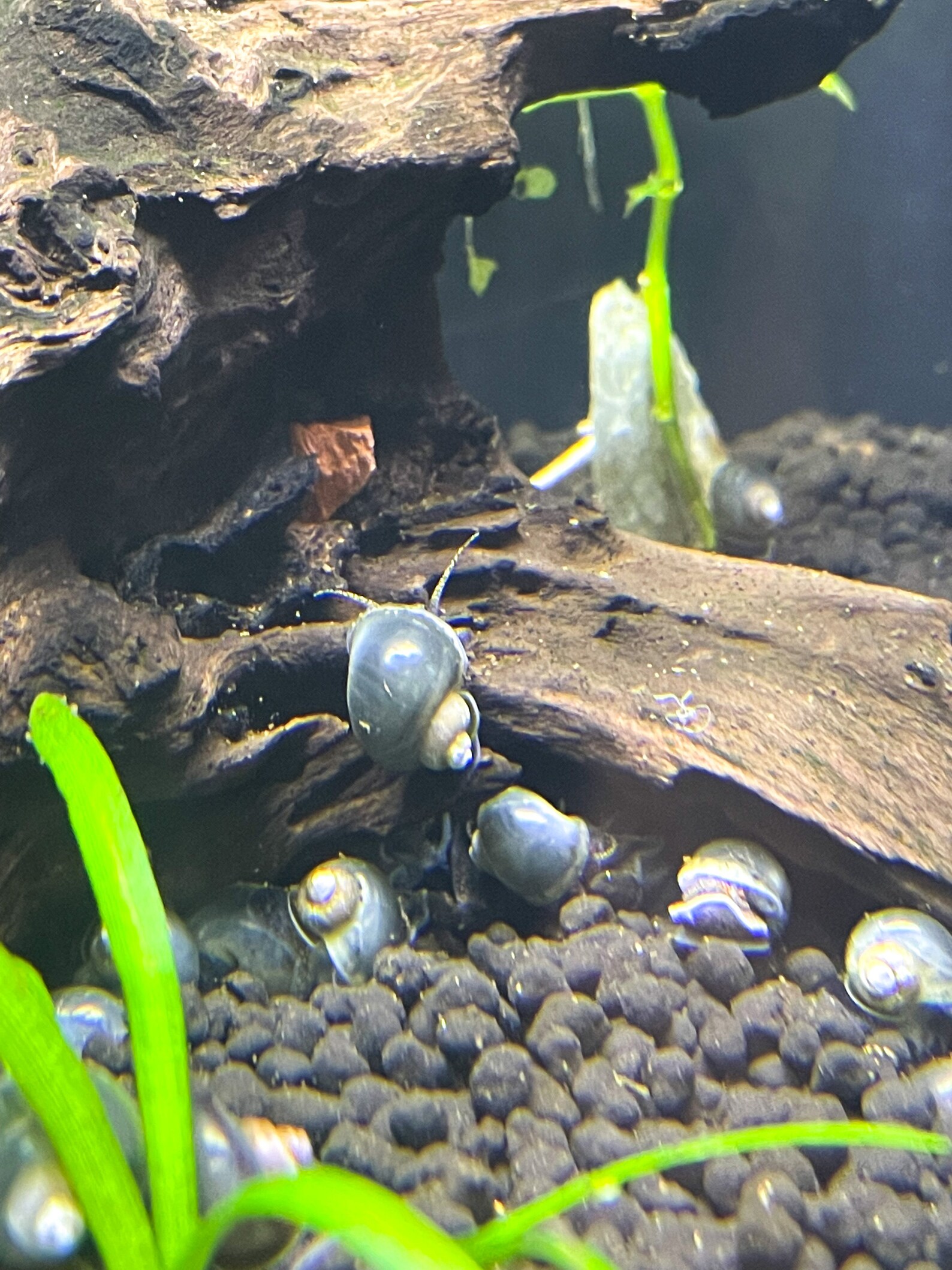 Blue Mystery Snails Peasized 5 or 10 snail value pack Etsy