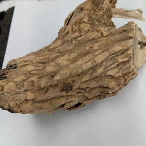 Root Of Sodom Apple/Egbo Bomubomu/Root of Gigantic Milkweed Plant
