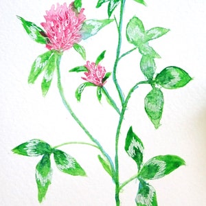 Carte de voeux vierge trèfle rose peinte à la main à l'aquarelle