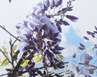 Biglietto d'auguri vuoto con fiori di glicine fotografico d'arte