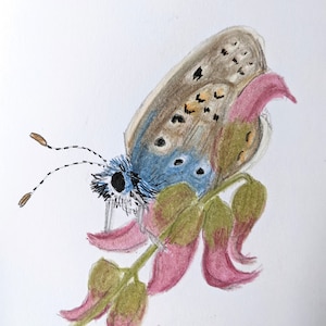 Brown Argus Butterfly Dessiné à la main avec des crayons de couleur Carte de vœux vierge