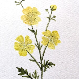 Hand Painted in Watercolours Wildflower Buttercups Blank Greetings Card