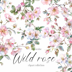 Clipart de rosas selvagens em aquarela - clipart floral aquarela - galhos floridos de rosas selvagens - galhos floridos de rosas selvagens - clipart digital PNG