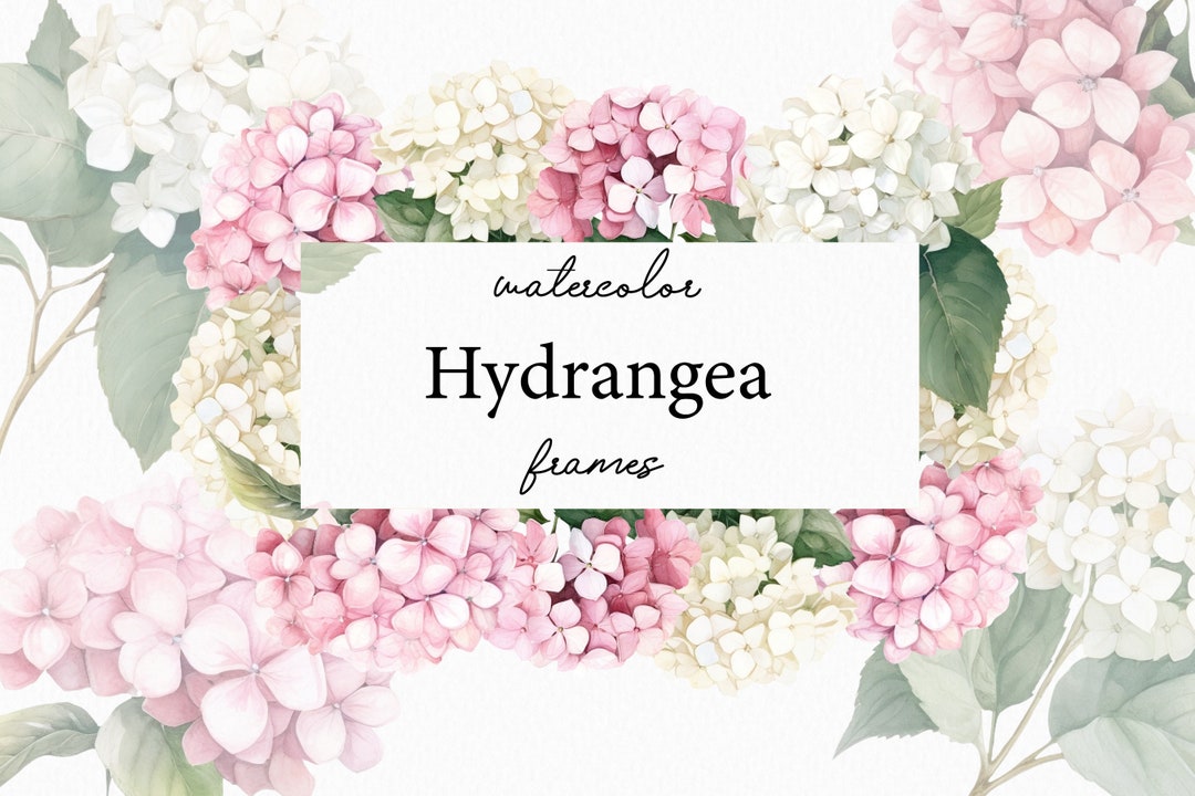Hydrangea Watercolor Frames, Pink Floral Hydrangea Png, Hydrangea ...