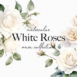 Watercolor White Roses Clipart - Watercolor Floral clipart - White rose flowers bouquets clipart png - Rose set png  Digital clipart PNG 014