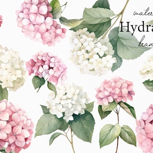 May include: Watercolor illustrations of pink and white hydrangea flower branches. The flowers are painted in a realistic style with delicate details.