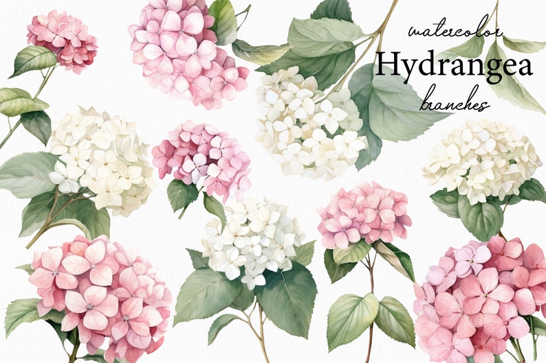 May include: Watercolor illustrations of pink and white hydrangea flower branches. The flowers are painted in a realistic style with delicate details.