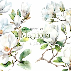 Watercolor Magnolia bloom Clipart - Watercolor Floral clipart png - Blush Magnolia flowers bouquets clipart png - Digital clipart PNG