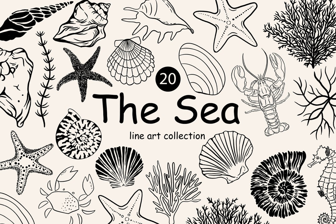 Shell Digital Line Drawing Shell Clipart, Sea Shells Digital Download, Illustration Bundle, Line ...