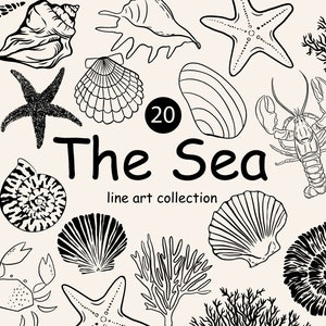 Clipart de concha, download digital de conchas do mar, pacote de ilustrações, clipart de praia desenhado em linha, clipart de arte em linha de conchas e corais