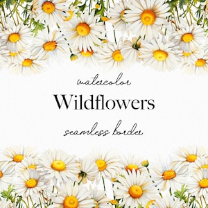 Botanical Watercolor Daisy Floral Clipart - Delicate Wildflowers Graphics Set - Floral seamless border - Meadow Flowers png - Daisy clipart