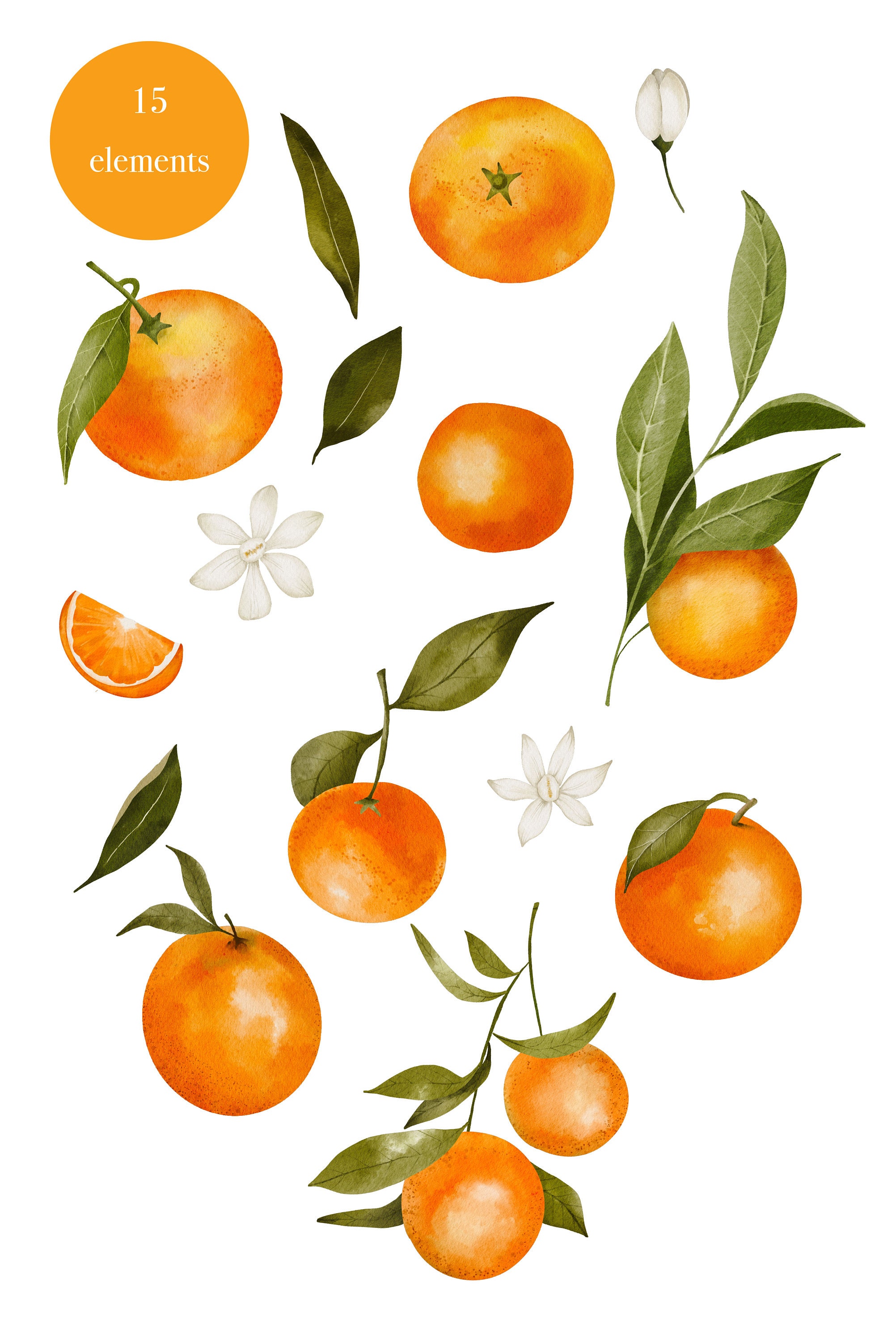 Watercolor Orange Clipart citrus Fruit Clip Art Flowers Oranges ...