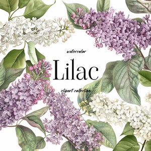 Watercolor Lilac Clipart - Watercolor Lilac - Lilac Bouquets - Lilac Arrangements - Purple Lilac - Spring - Spring Flowers 006