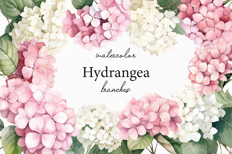 May include: Watercolor illustration of pink and white hydrangea flowers with green leaves. The text "watercolor Hydrangea branches" is written in the center of the image.