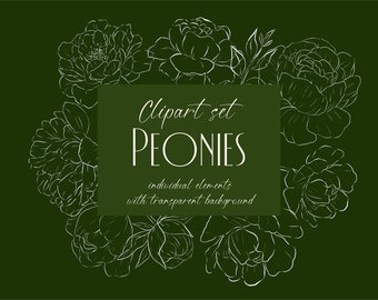 Peonies  - Floral Clip Art - Vector Flower Illustration - Clipart Digital Flower Print - Individual PNG -Botanical Line Art