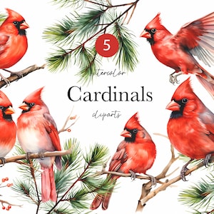 Aquarell Rotkardinal Clipart Set: Perfekt für Karten, Einladungen und Scrapbooking