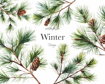 Imágenes prediseñadas de invierno de acuarela - Ramitas de pino de acuarela - Brunch de pino de invierno - Imágenes prediseñadas de Navidad - Rama de abeto - Imágenes prediseñadas comerciales