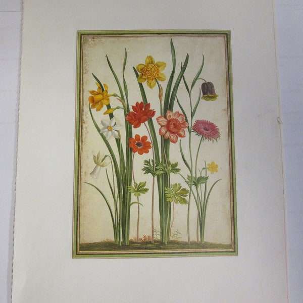 Vintage Botanical Spring Print Unframed Narcissi, Daffodils and Anemons By Johann Jakob Walther Wall Art