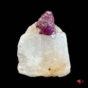 Può includere: Un cristallo di rubino rosso vibrante in cima a una matrice di quarzo bianco translucido. Il rubino ha una forma appuntita e un colore rosso intenso e ricco. La matrice di quarzo è liscia e ha un aspetto leggermente nuvoloso.